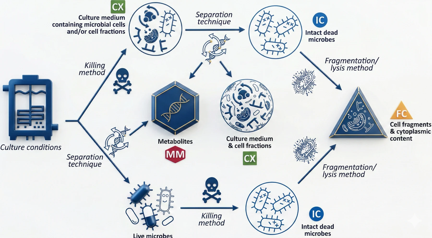 IPA Postbiotic Categories Diagram