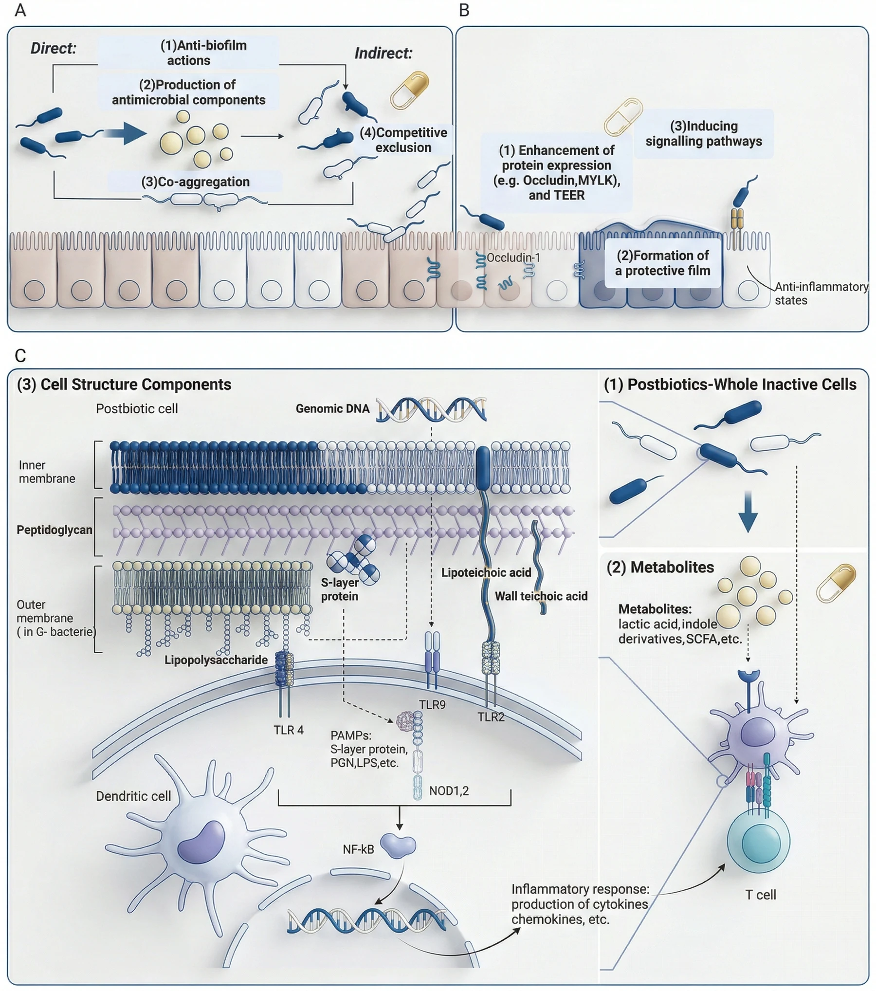 Postbiotics Mechanism of Action