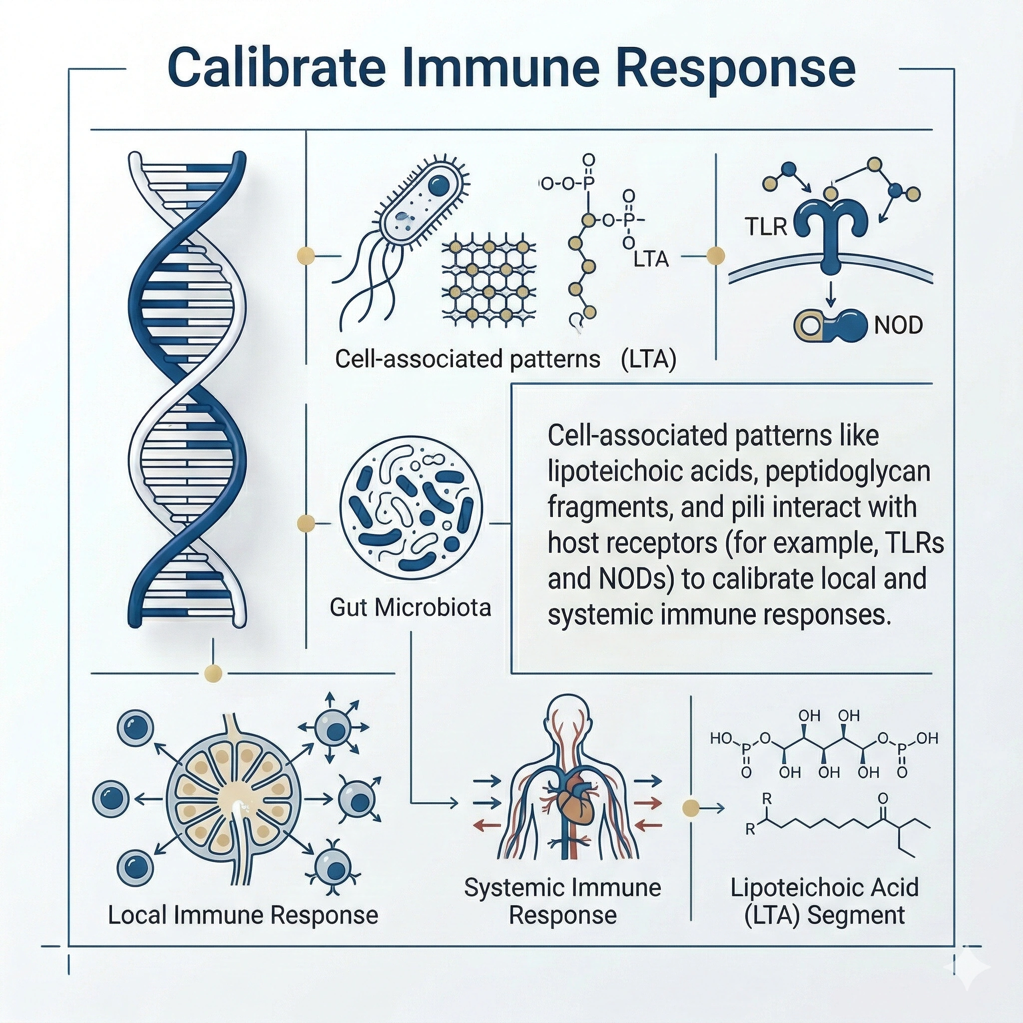Calibrate Immune Response